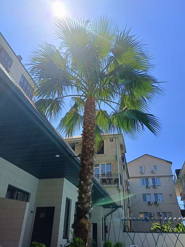 Гостевой дом Альбатрос Адлер-149